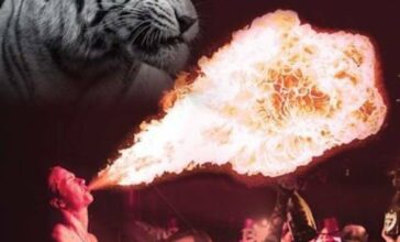 Un tigre, un crocodile et un python exhibés dans un night club à Casa