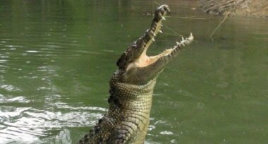 300 crocodiles lâchés à Agadir!