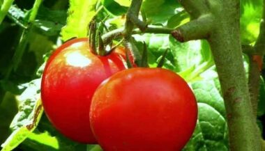 Les exportations de tomates marocaines vers l'UE sont restées stables