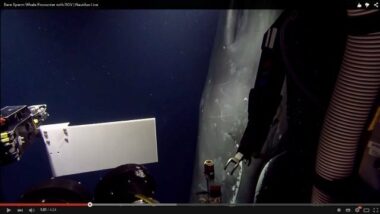Un cachalot observe des scientifiques à 600m de profondeur