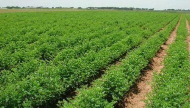 Gharb: 5,29 MMDH pour la reconversion en irrigation économe