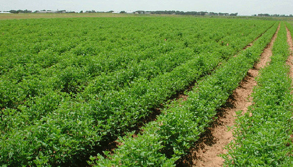 Le premier projet de plan comptable agricole est adopté