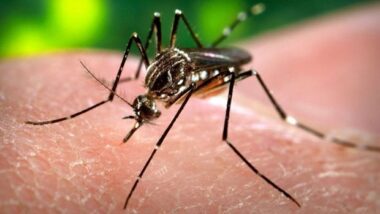 Alerte mondiale au virus Zika