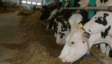 Au Maroc, la difficile lutte contre la tuberculose des bovins et ses conséquences néfastes