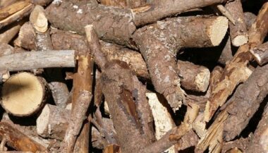 10.000 délits forestiers enregistrés entre 2020 et 2022