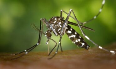 L'Amérique Latine en alerte à cause d'un virus