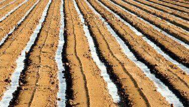 La station de dessalement de Casablanca pourrait irriguer le périmètre agricole de Sidi Rahal