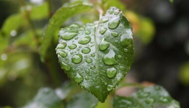 Les dernières pluies, bénéfiques pour les nappes, tardives pour les céréales