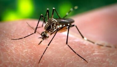 Zika: l'OMS décrète &ldquo;une urgence de santé publique de portée mondiale&rdquo;