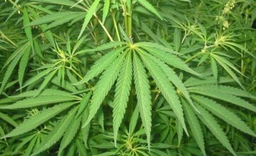 Tanger accueille une conférence inédite sur le cannabis