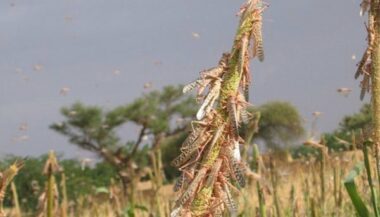 La FAO met en garde contre les criquets pèlerins au Maroc