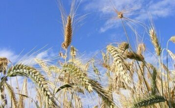 La réduction des superficies de céréales irriguées décryptée par des experts