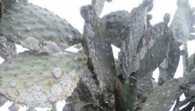 Cochenille du cactus: l'utilisation des fruits et raquettes ne présente aucun risque