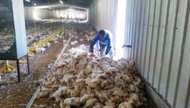 Maroc. La hausse des températures tue 10% de la volaille