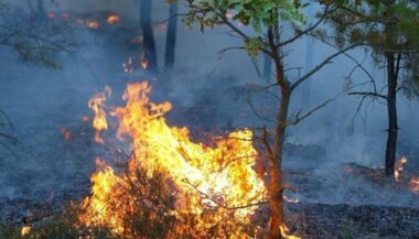 Incendie dans la forêt de Bourd (province de Taza) : 40 hectares détruits