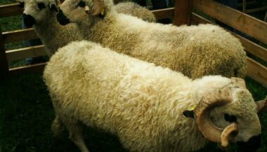 Aïd Al-Adha 2022 : les vétérinaires s’impliquent dans le suivi du cheptel et du sacrifice