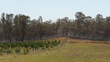 Le Maroc perd 17.000 hectares annuellement de son écosystème forestier (CESE)