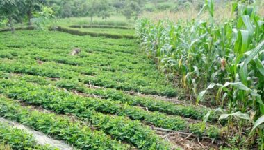 Agriculture: La surface agricole utile au Maroc s’élève à 8,7 millions d’hectares