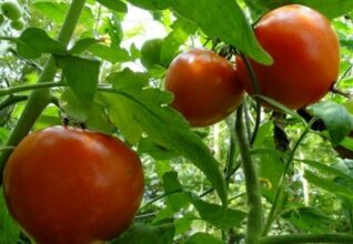 À cause du climat, baisse attendue de la production de tomates et risque de pénurie