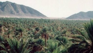 Sidattes 2016: 1,8 million de palmiers plantés au Maroc