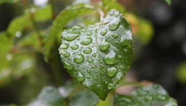 Les pluies de la semaine écoulée sont tombées à pic