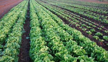 GCAM-Mirova: Signature d'un protocole d'accord sur le financement des petits agriculteurs