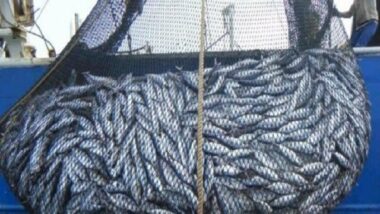 Grève des fonctionnaires de la pêche maritime