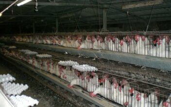 Abattage avicole. 80% de la production de poulet passe par les tueries non contrôlées