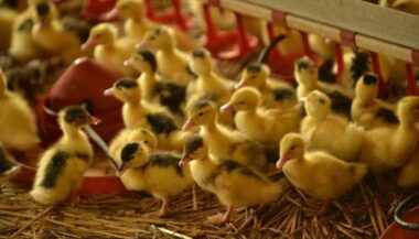 Grippe aviaire: toute la France placée en risque &ldquo;élevé&rdquo;