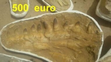 Le Maroc, paradis de la paléontologie et du trafic de fossiles