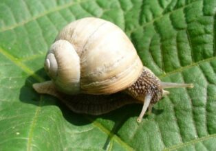 Elevage d’escargots. L’industrialisation de la filière en marche