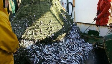 Pêche en eau douce: une production de 16.000 T pour une valeur de 160 MDH