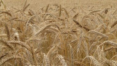Record des ventes en semences certifiées des céréales dans la région de Rabat