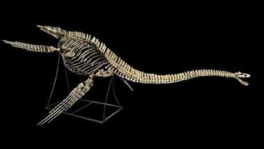 Le plésiosaure va être racheté par le Maroc puis rapatrié