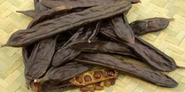 Voici où en est le programme de plantation du caroubier