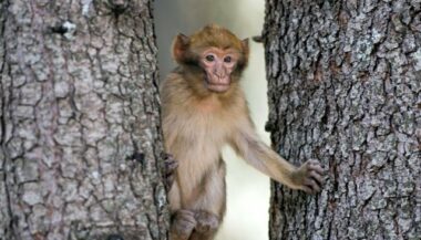 Le Maroc veut sauver le singe magot qui est en danger