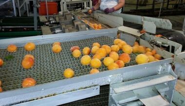 Exportations agroalimentaires marocaines vers l’Afrique: prédominance des produits transformés