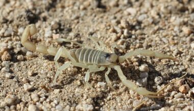 Un robot marocain pour extraire le venin des scorpions