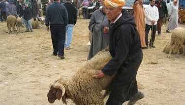 Aid Al Adha. Les prix des moutons estimés entre 40 et 52 DH/kg