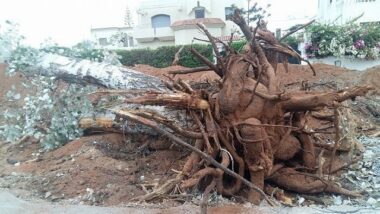 La FDG dénonce le déracinement des arbres à Hay Riad