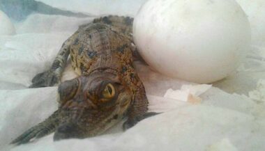 Naissances au Crocoparc d'Agadir