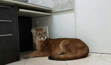 Vidéo. Brésil: un puma évacué d'un bureau en pleine ville