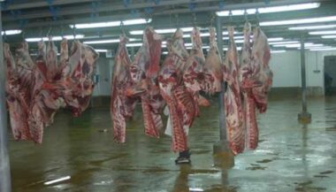 Carcasses putréfiées: les causes et les inquiétudes