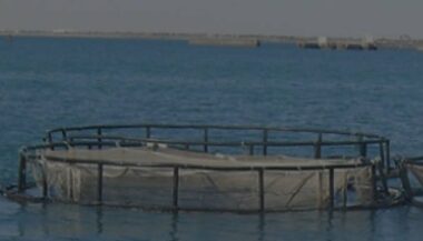 Chefchaouen: 16 projets aquacoles pour une production prévisionnelle de 25.200 t/an