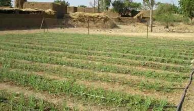 750.000 ha équipés d'installations d'irrigation économes en eau (ministère)