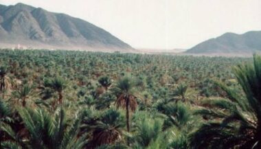 Guelmim: près de 200 palmiers ravagés par le feu dans l'oasis de Tighmert