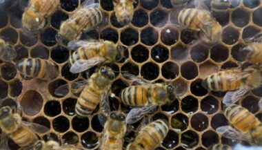 Des pesticides néfastes aux abeilles présents dans 75% du miel mondial