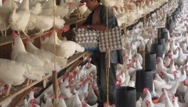 Exportation des produits avicoles et aquacoles marocains: audit de la Commission Européenne