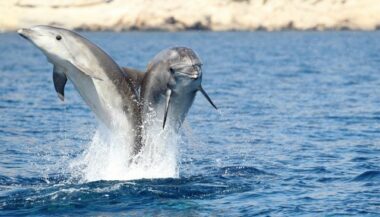 Agadir: l'ouverture d'un delphinarium fait polémique