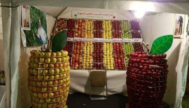 Pommes: une production de 687.000 T au Maroc en 2015-2016